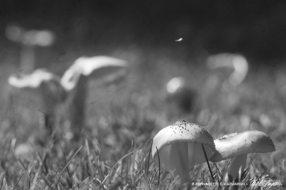 black and white of mushrooms in grass
