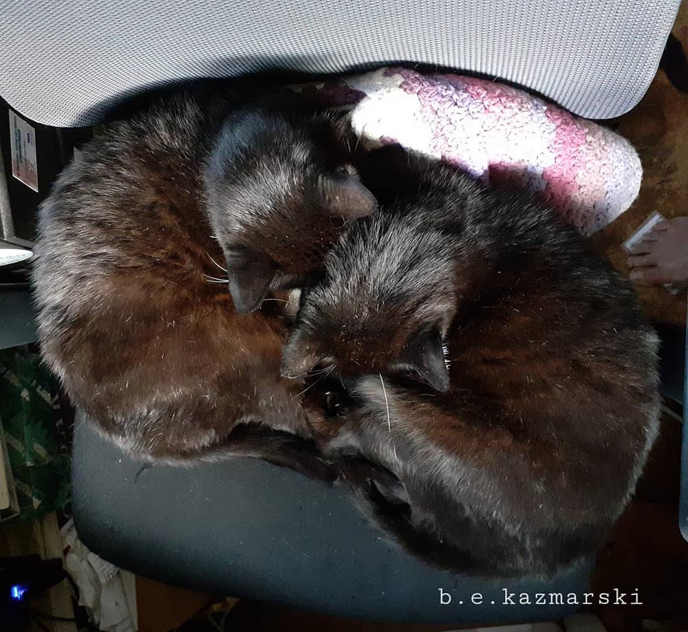 two black cats on chair