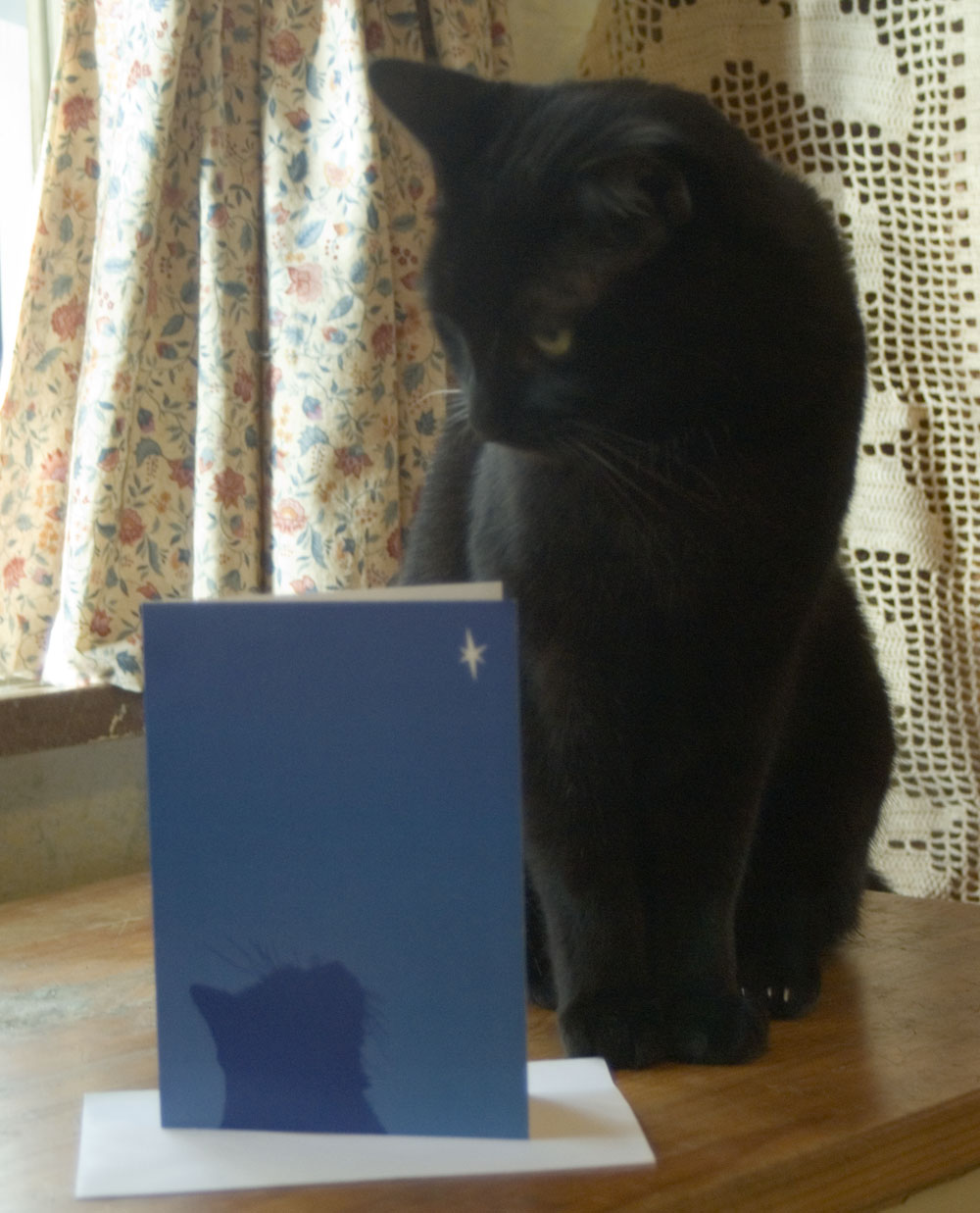 Giuseppe thoughtfully ponders the meaning of this card.