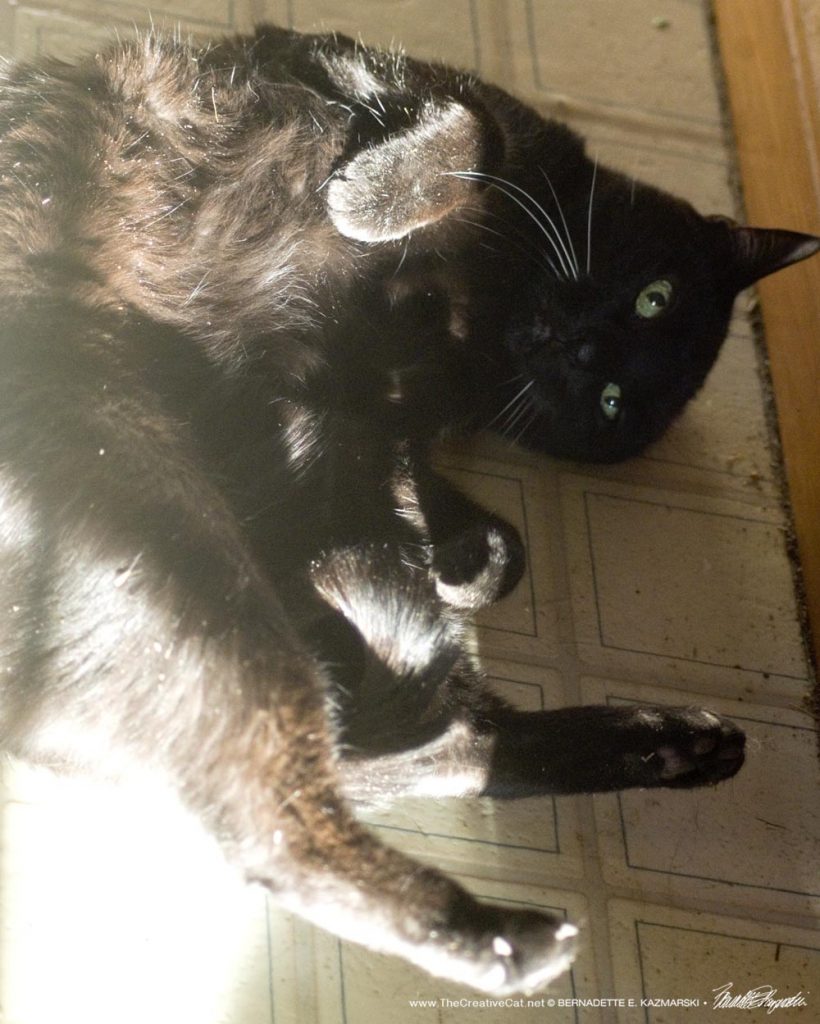 black cat rolling on floor