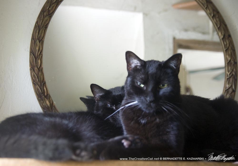 two black cats by mirror