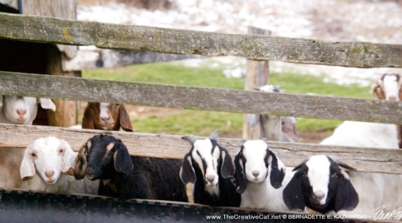 Curious goats.