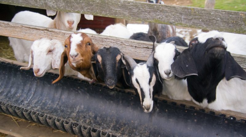 Hungry goats.