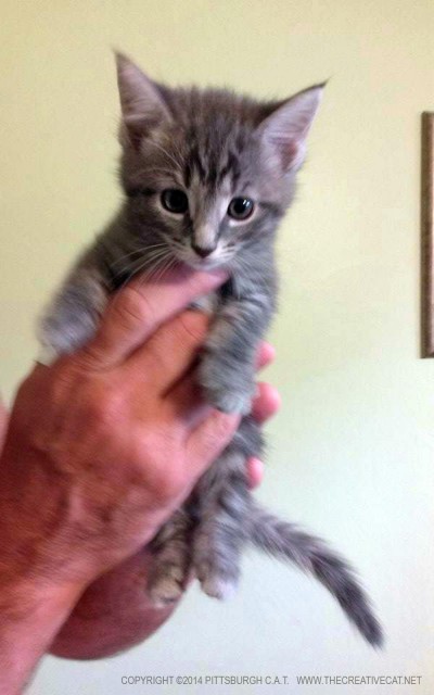 Gray kitten.