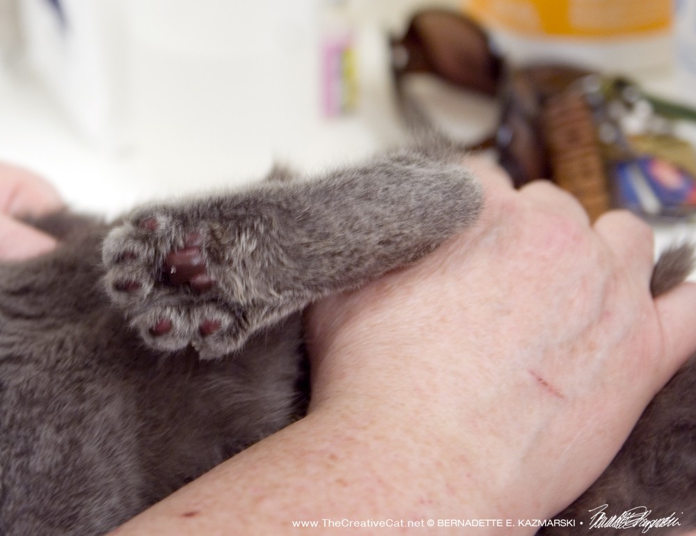 The gray kittens toe beans and wide, misshapen paw.