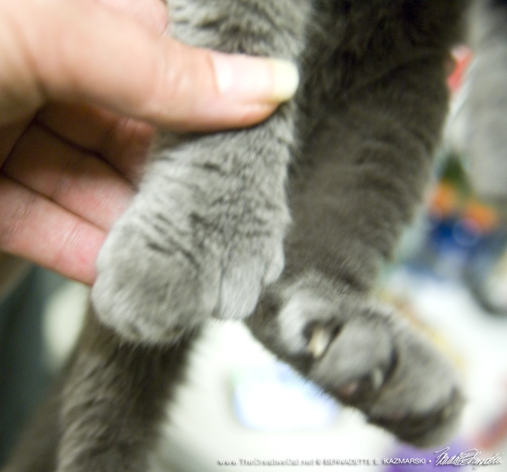 The gray kitten's front and back paws.