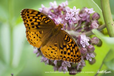 Great spangled fritillary seen along the trail.