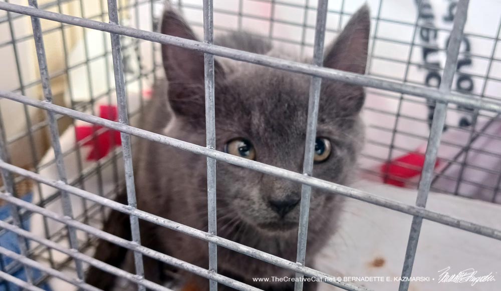 gray kitten in trap