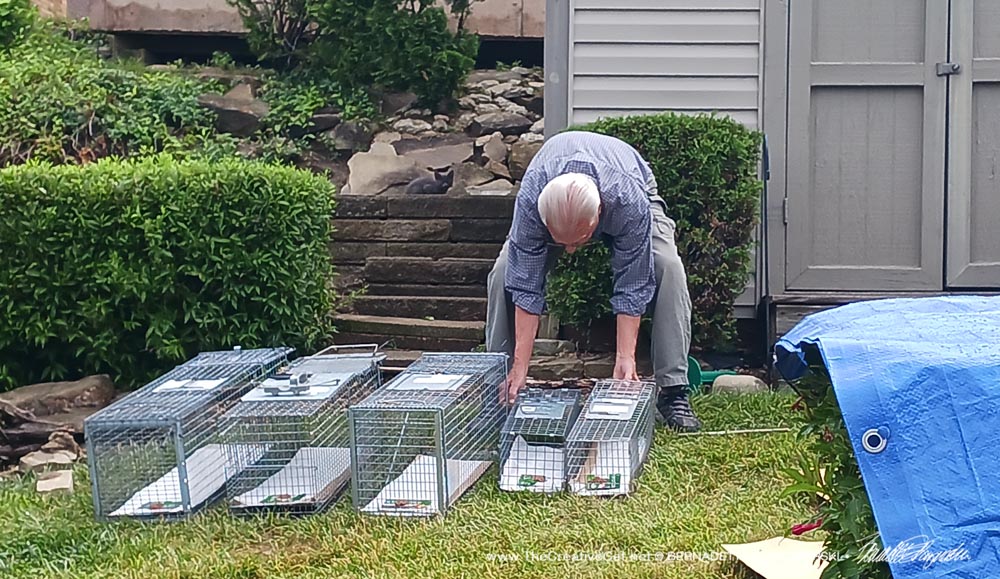 caretaker setting traps for cats