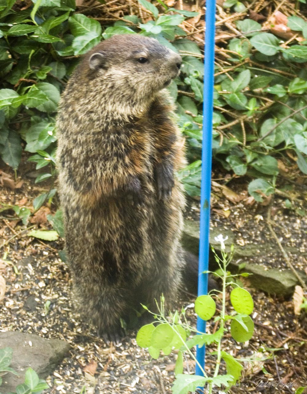 At least our groundhog cleans up under the bird feeders.
