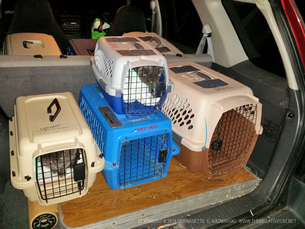 cat carriers inside car