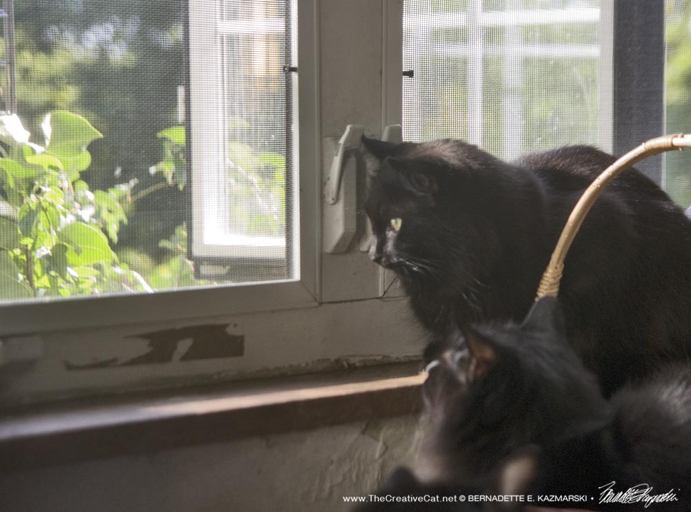 two black cats watching birdfeeder