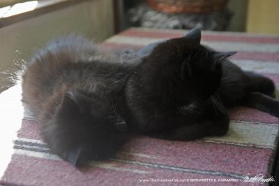 two black cats napping