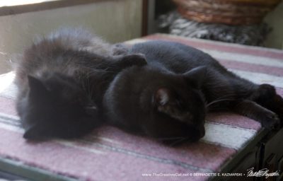 two black cats napping