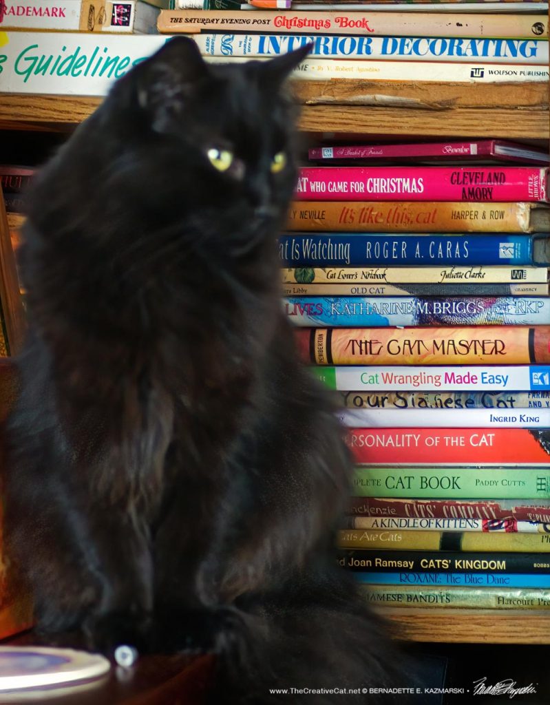 black cat with cat books