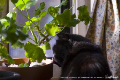 black cat under plant