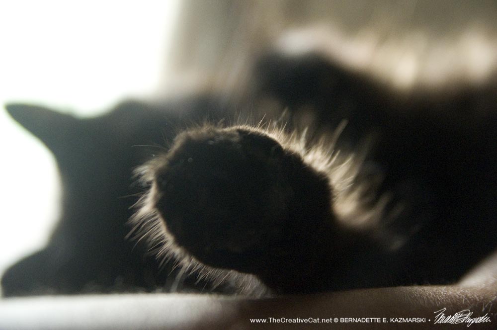 longhaired black cat paw