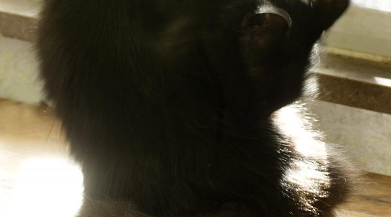 black cat bathing in sun