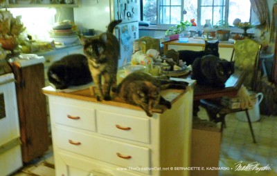 Five cats are totally aghast, well, sort of.