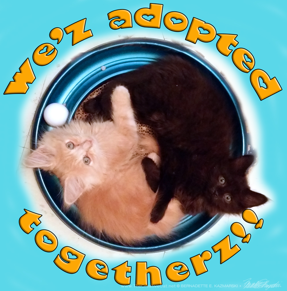 We'z adopted—togetherz!