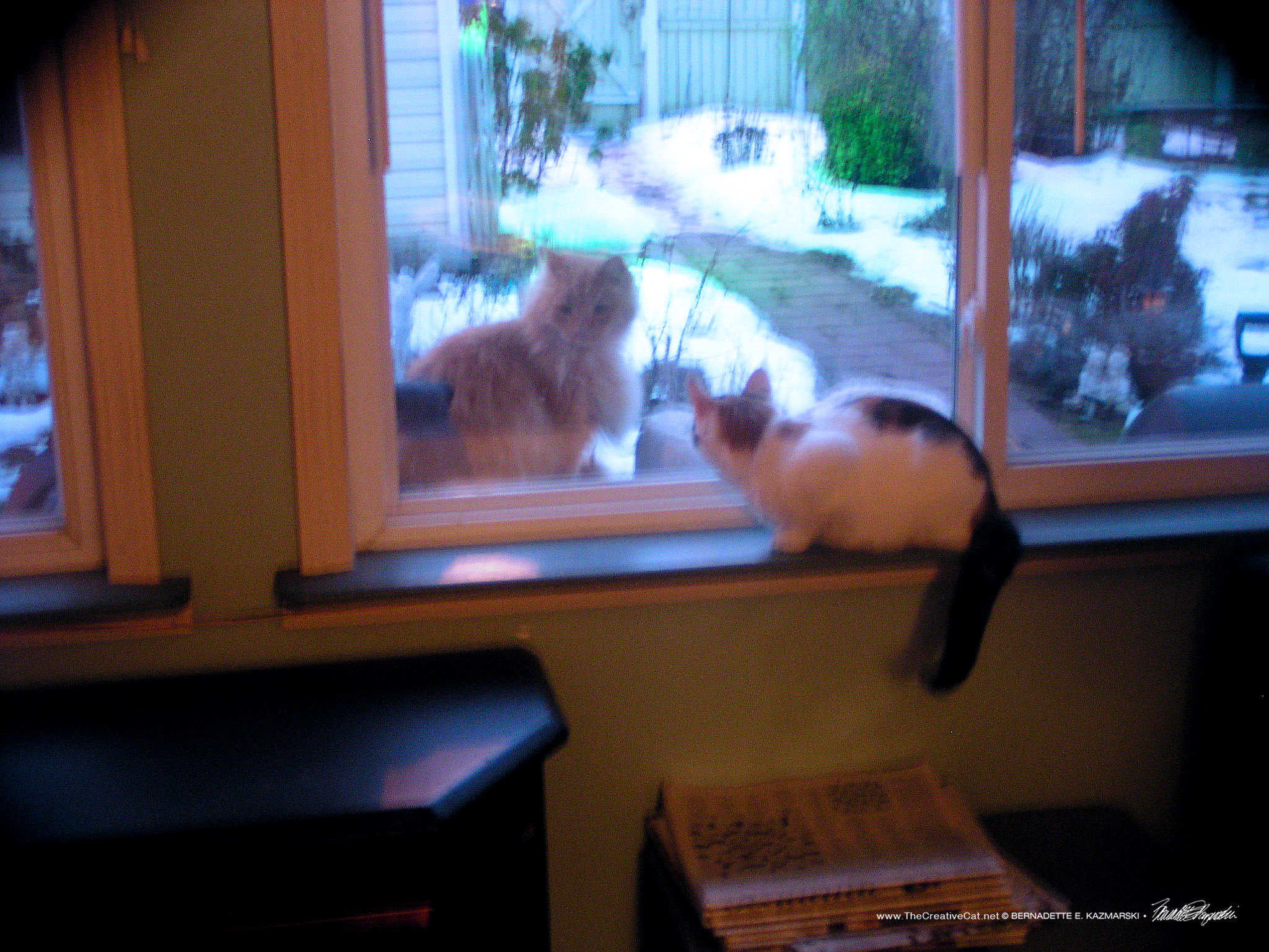 orange cat outside calico cat inside