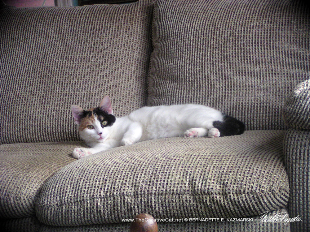 calico on couch