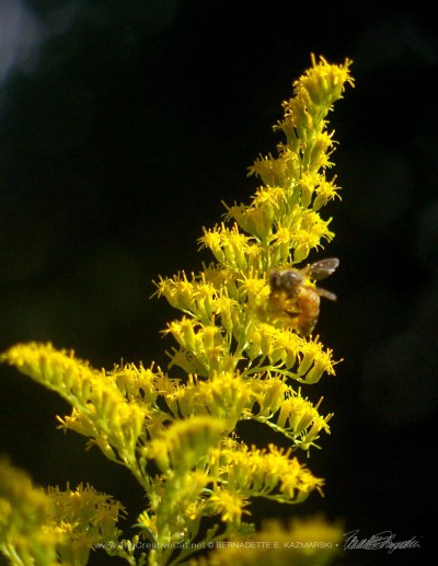 A honeybee on goldenrod in later summer.