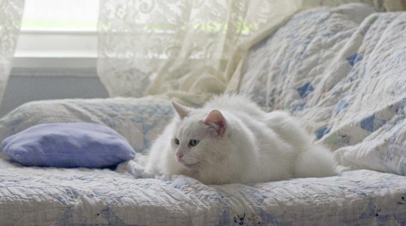 white cat in white background