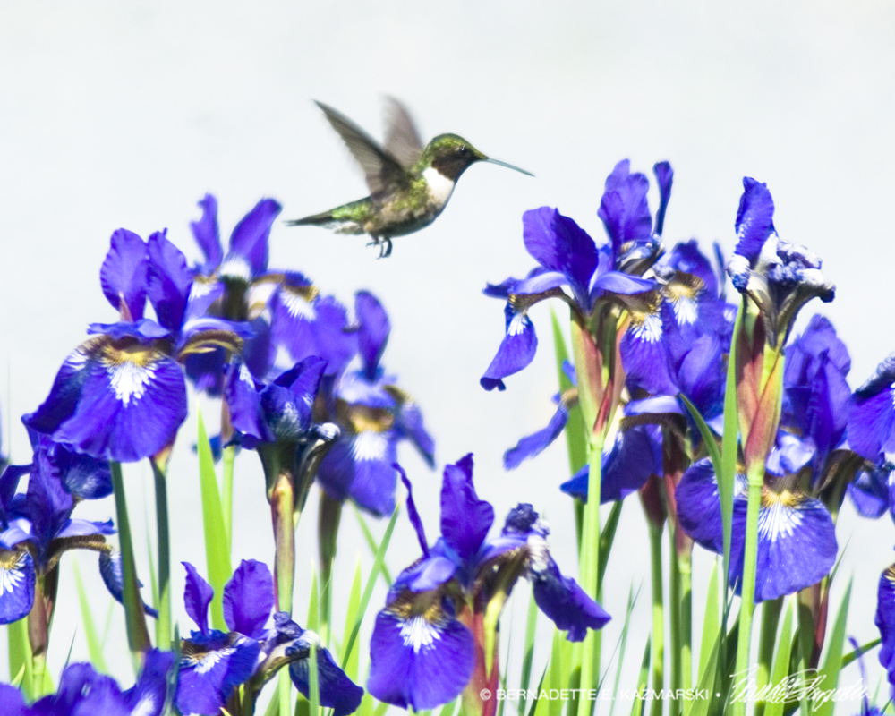 Hummingbird and Irises, photo.