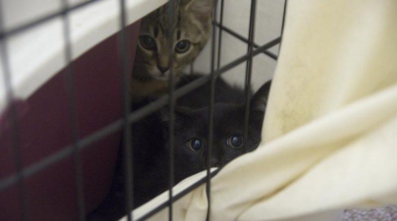two kittens in crate