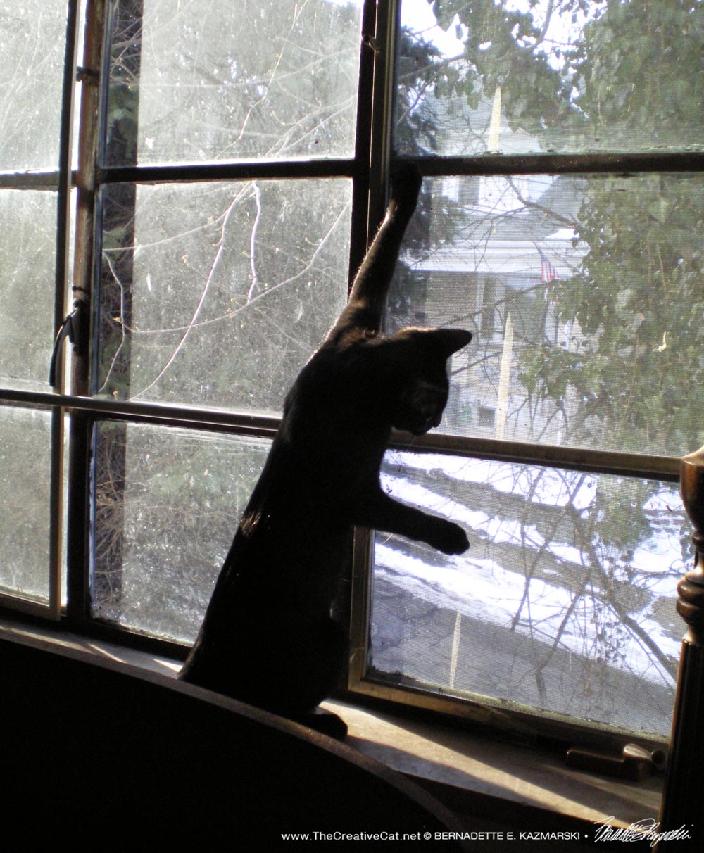 black kitten at window