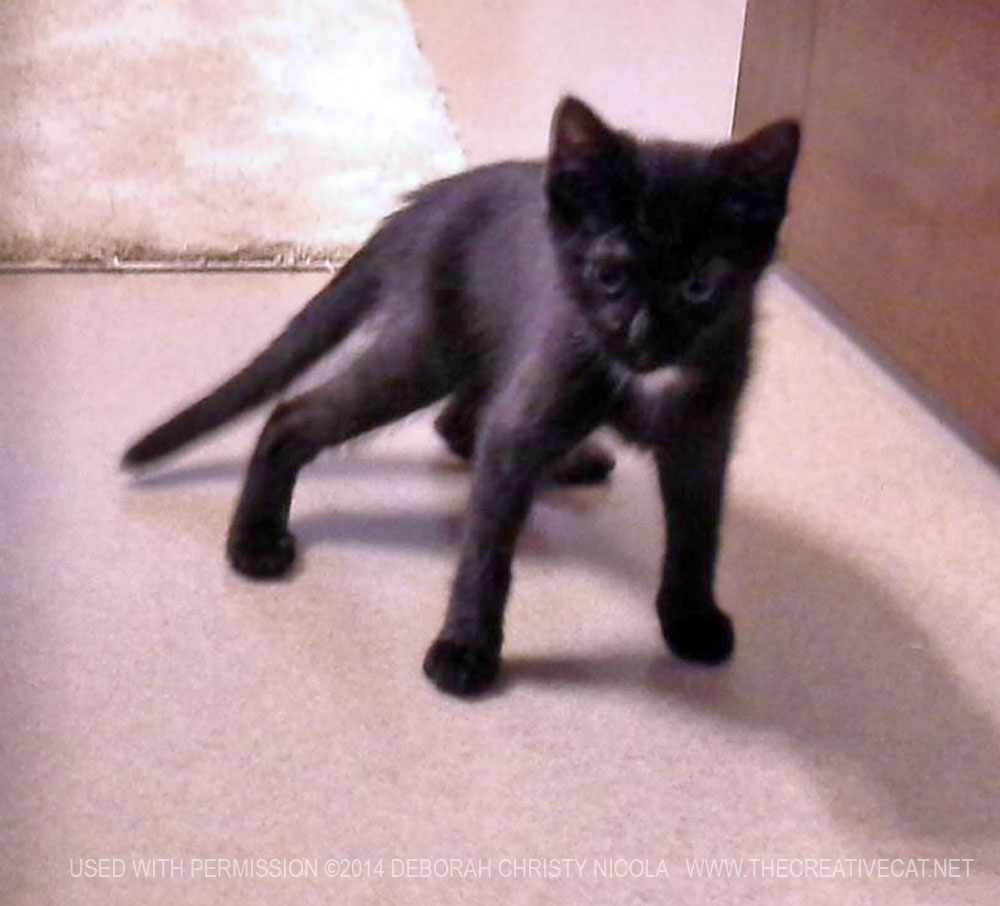 black kitten with white spot
