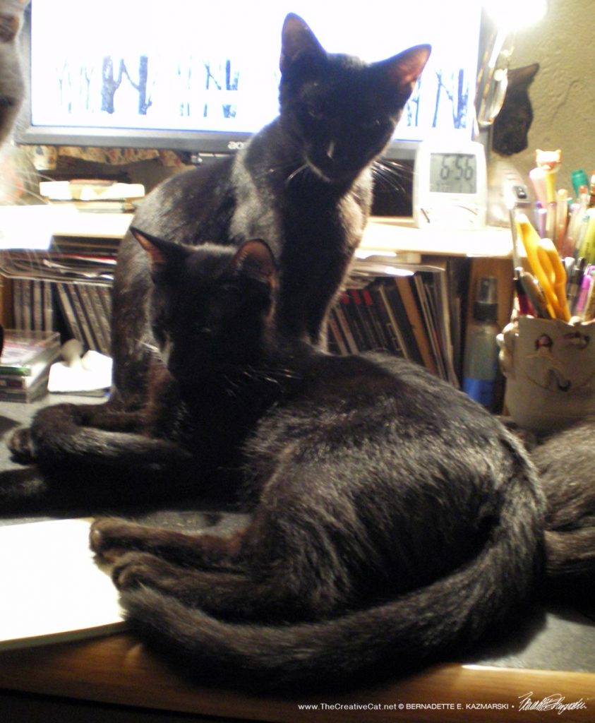 two blacks kitten on desk