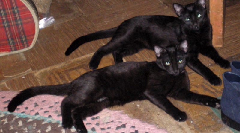 two black kittens on floor