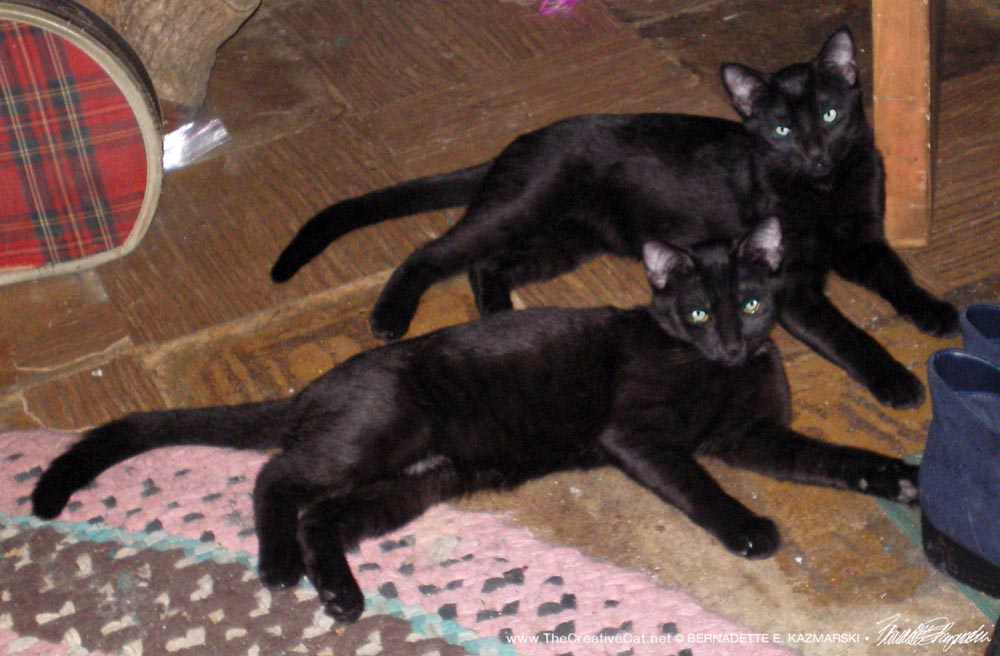 two black kittens on floor
