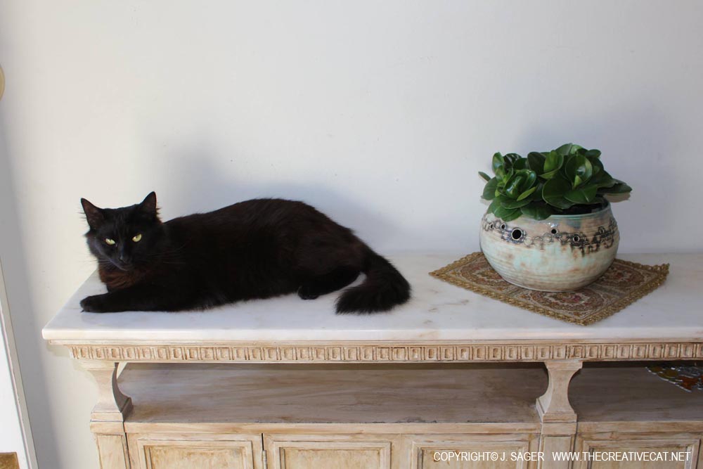 Simon looking decorative on the cool marble top.