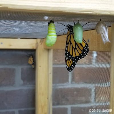 A newly-formed monarch.