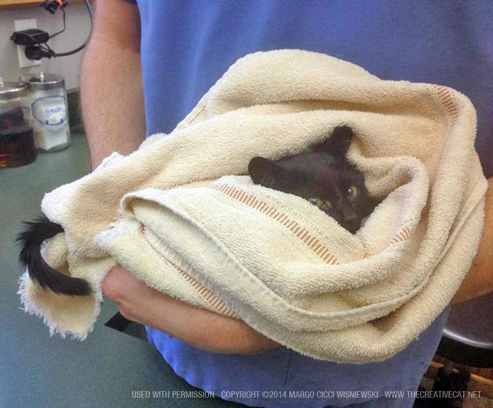 black kitten in towel