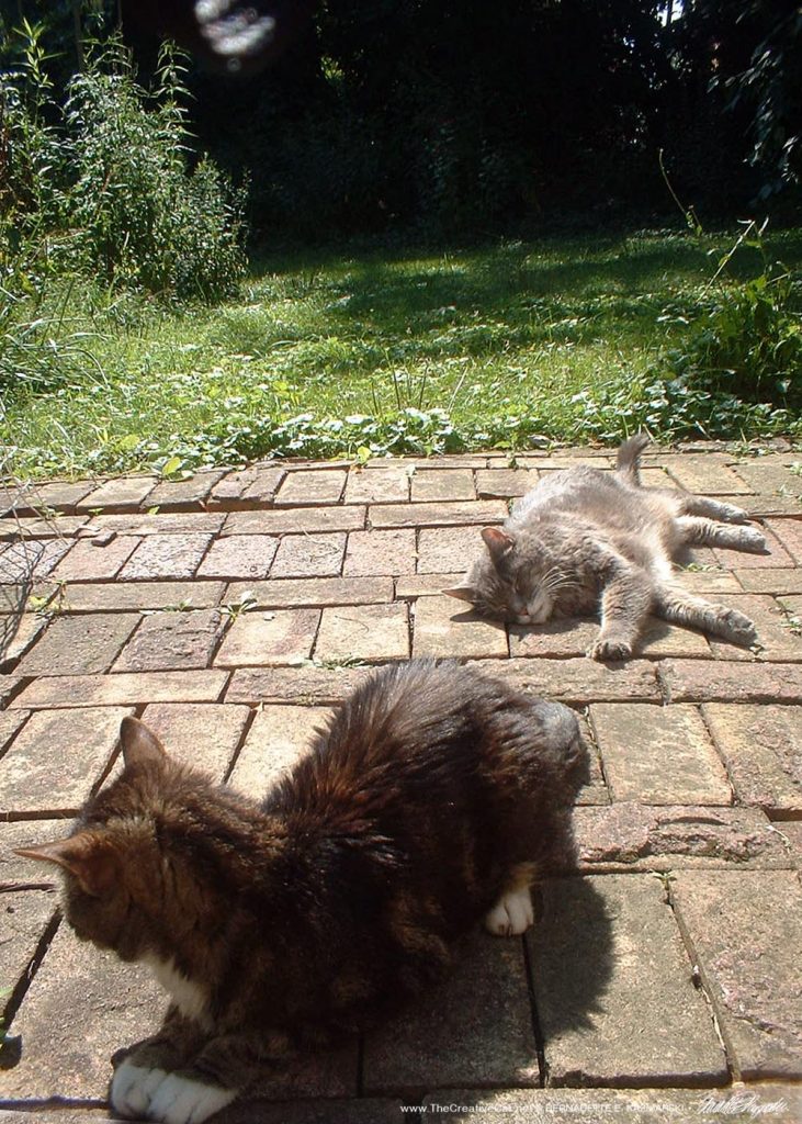 tabby cats in the sun