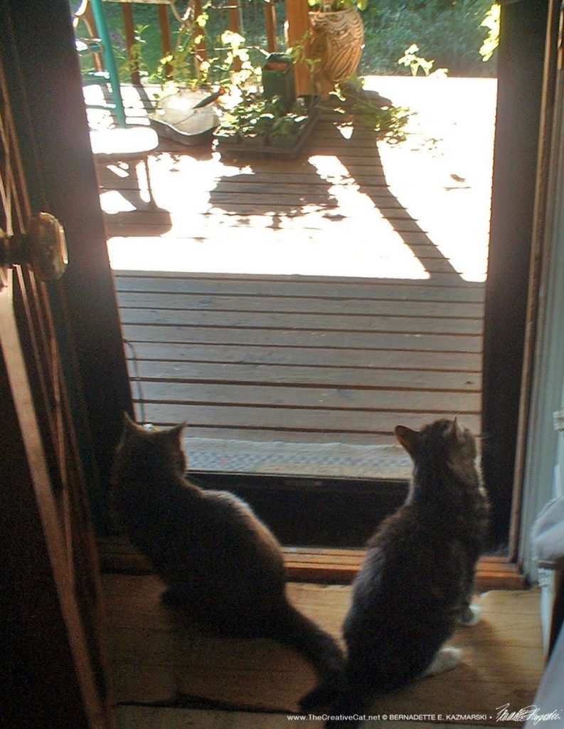 two cats at the door