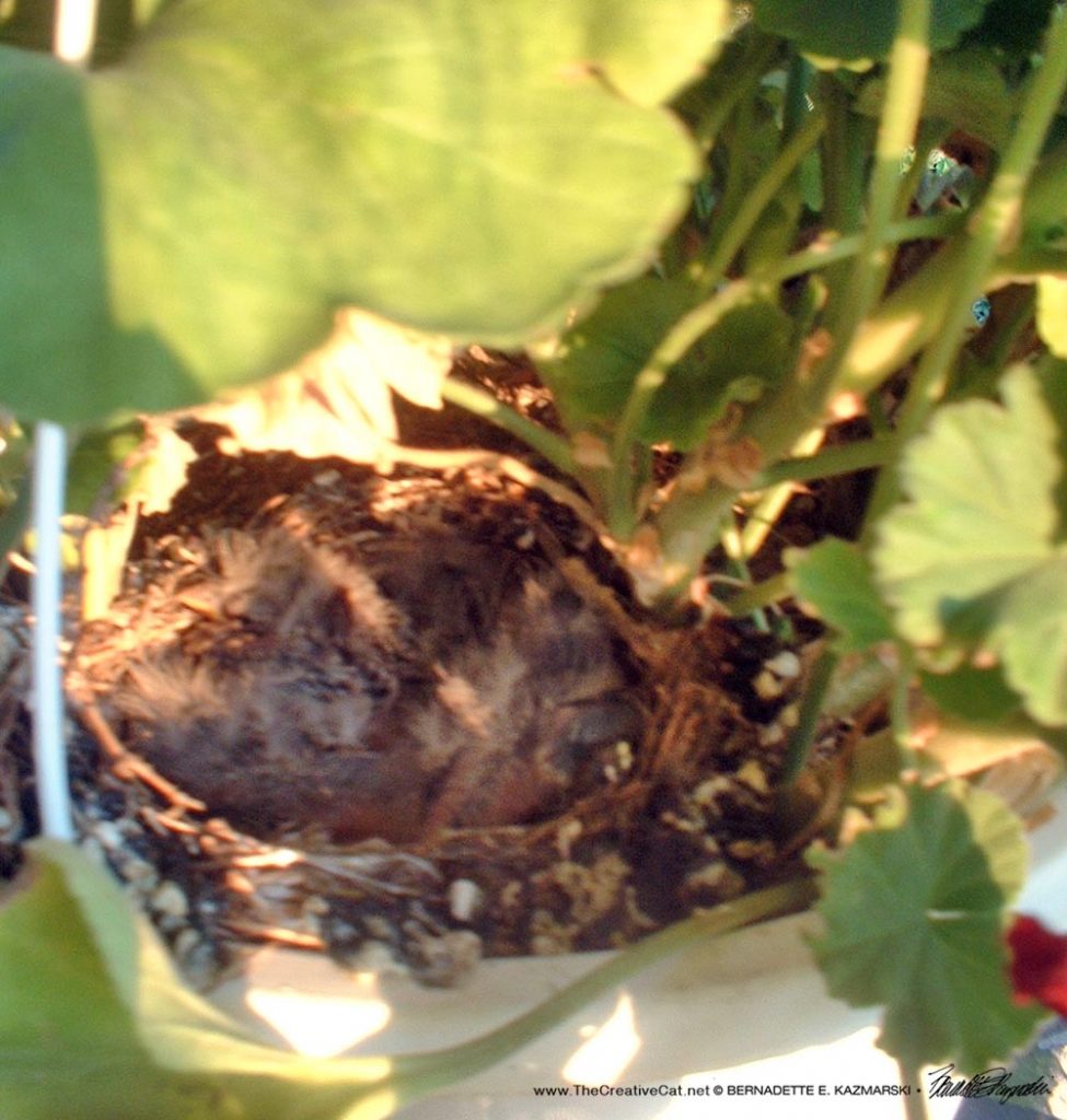 bird nest in hanging pots