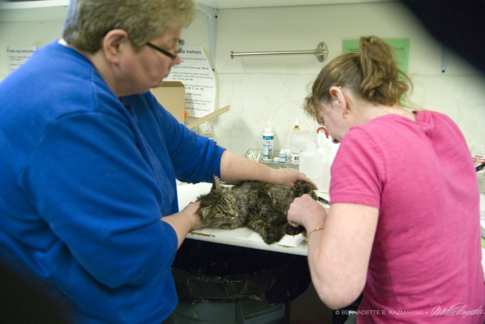 Karen Sable and Michelle Corrigan take a blood sample from one of the rescued cats.