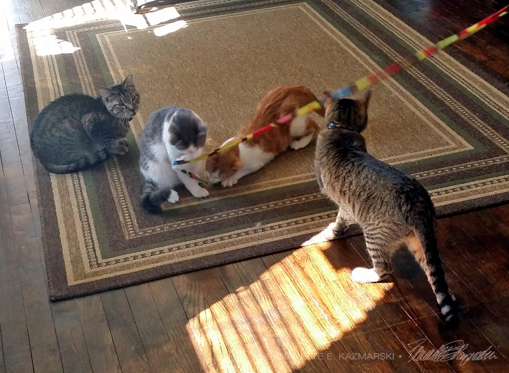 four cats playing