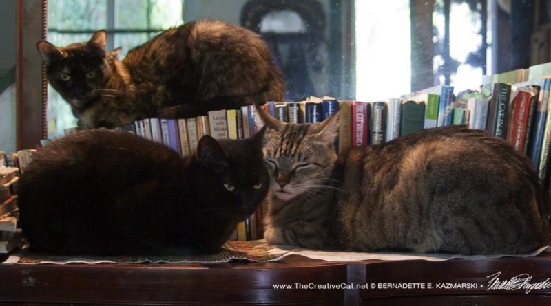 three cats library
