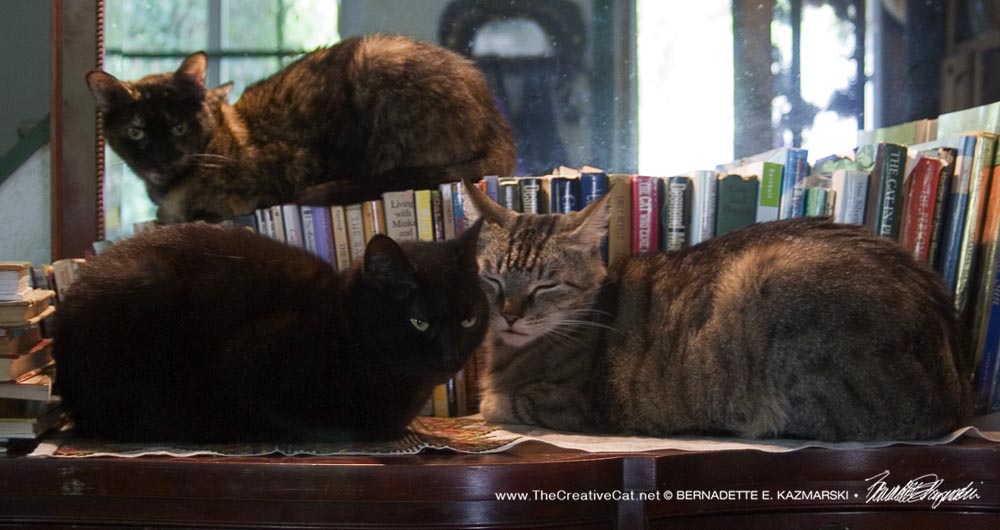three cats library