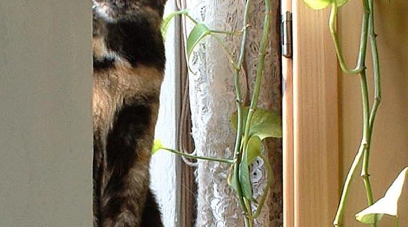 tortoiseshell cat on windowsill