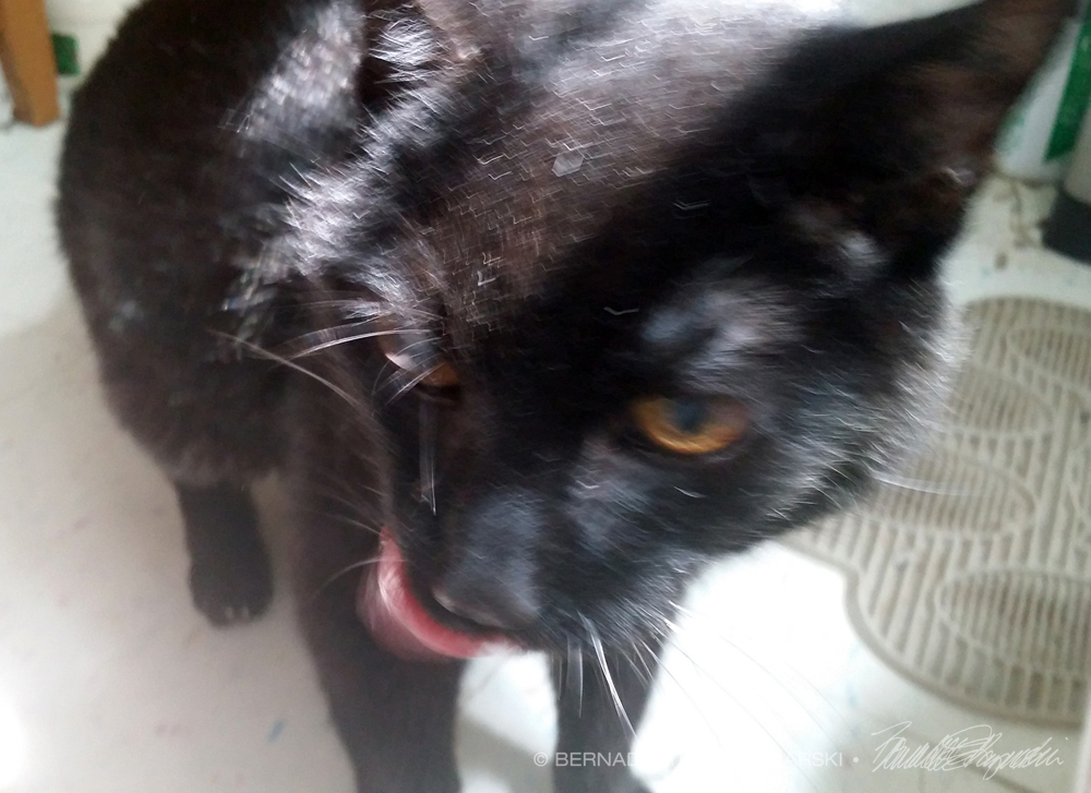 senior black cat with cataracts