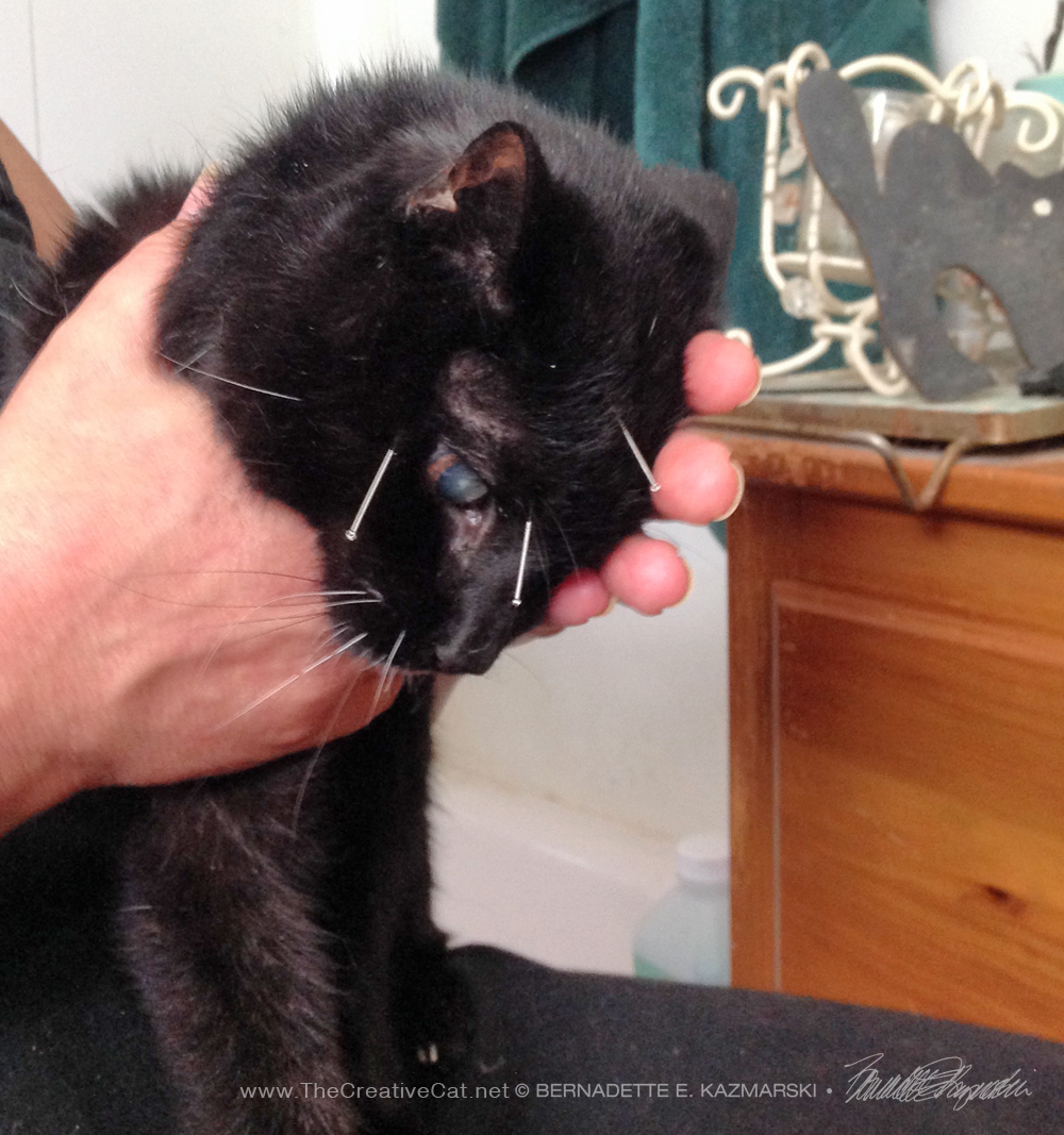 black cat with acupuncture needles