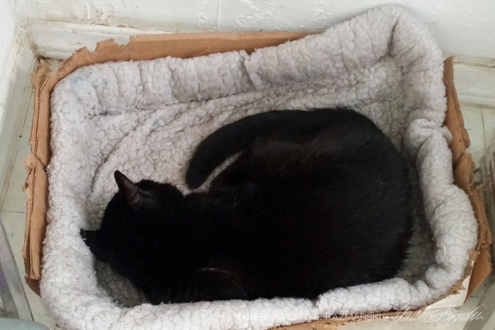 black cat curled in bed