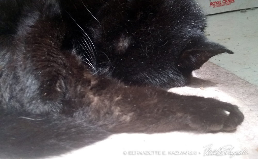 senior black cat with cataract